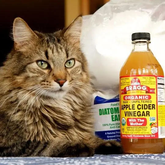Apple Cider Vinegar Spray for Fleas on Cats