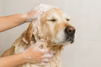 Best Dog Dandruff Shampoos