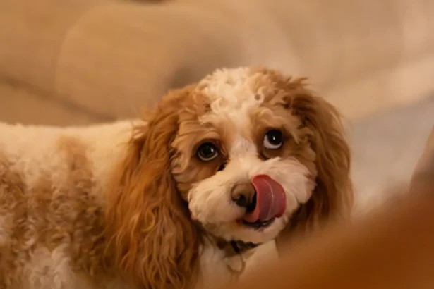 Best Wet Dog Food for Sensitive Stomachs