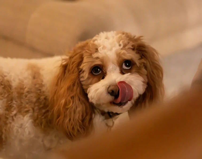 Best Wet Dog Food for Sensitive Stomachs