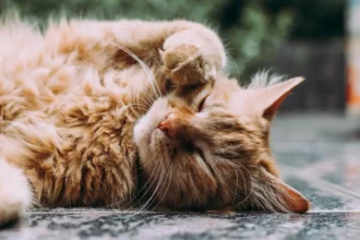 Blood in Cat Stool