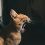Can Cats Get Hiccups