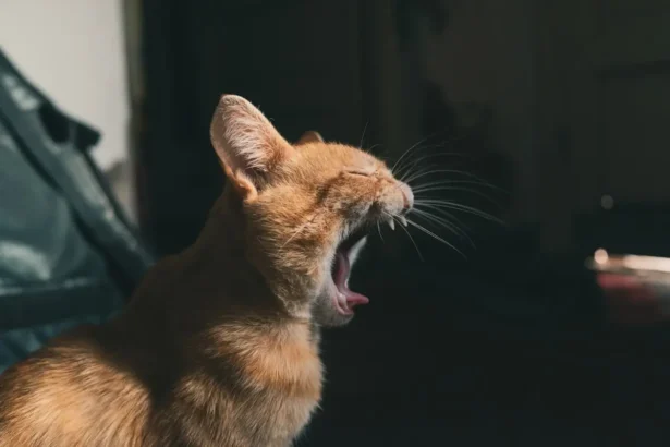 Can Cats Get Hiccups