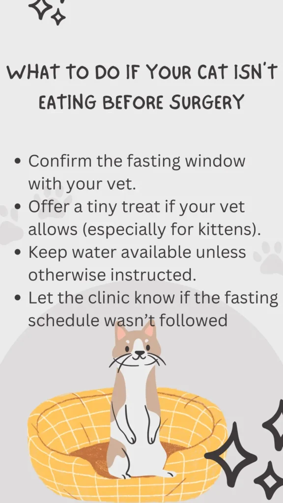 Cat Not Eating Before Surgery