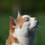 Cat Scratching Ears