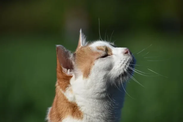Cat Scratching Ears