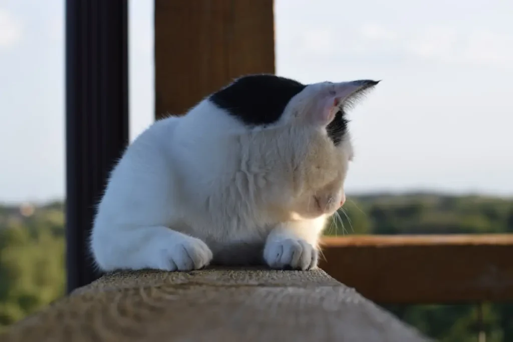 Cat Scratching Ears Causes and Symptoms