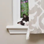 Cat not eating before surgery