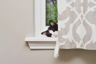 Cat not eating before surgery