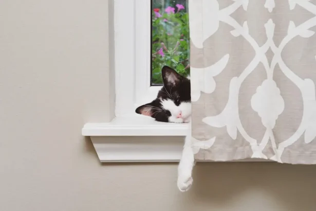 Cat not eating before surgery