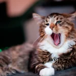 Cats Growl