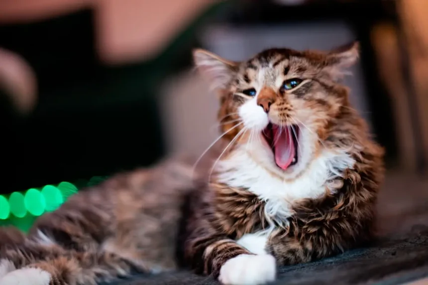 Cats Growl