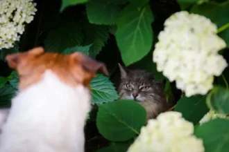 Dog Aggression Towards Cats