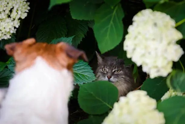 Dog Aggression Towards Cats