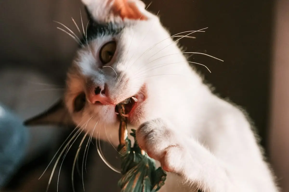 Food Aggression in Cats