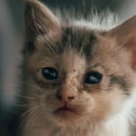Home Remedies for Fleas on Cats