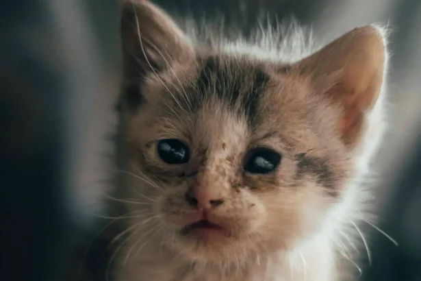Home Remedies for Fleas on Cats