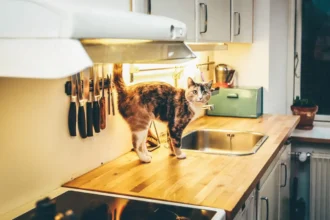 Homemade Cat Food Recipes