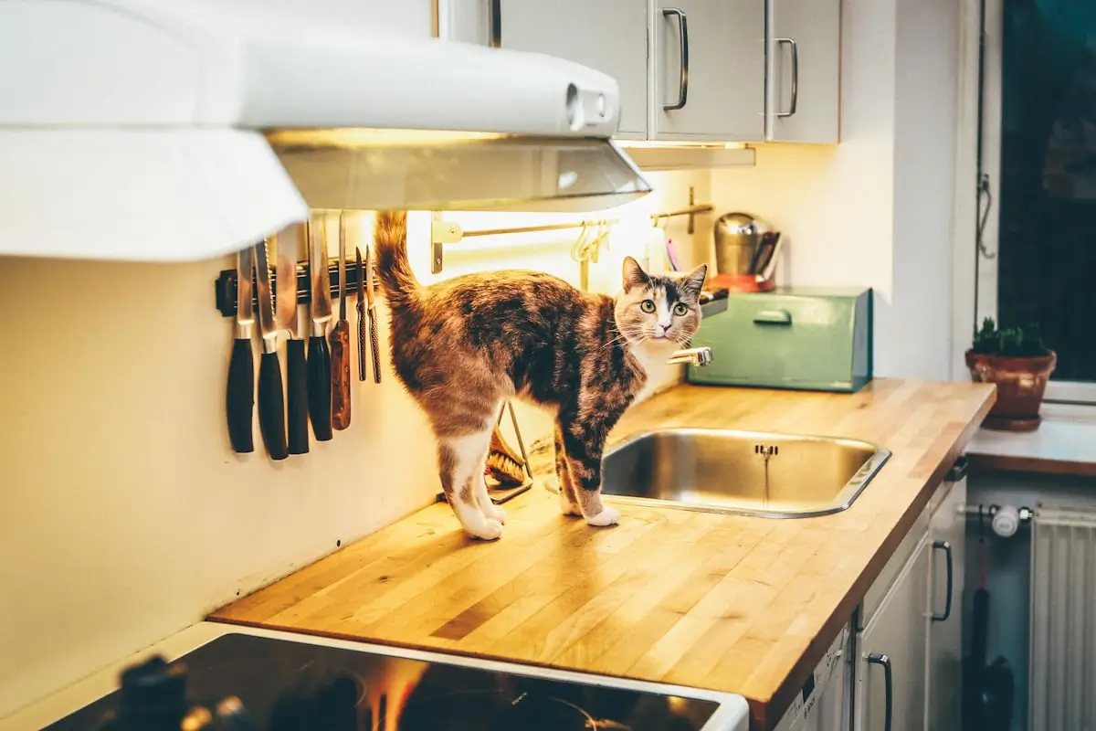 Homemade Cat Food Recipes