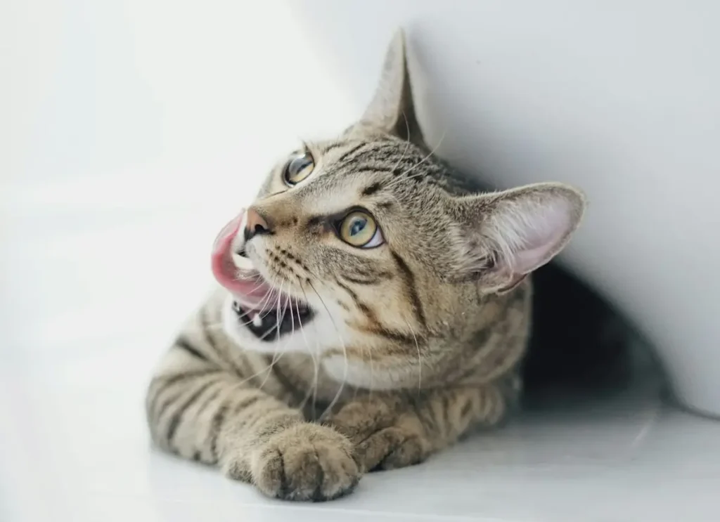 How Long Do Cat Hiccups Last