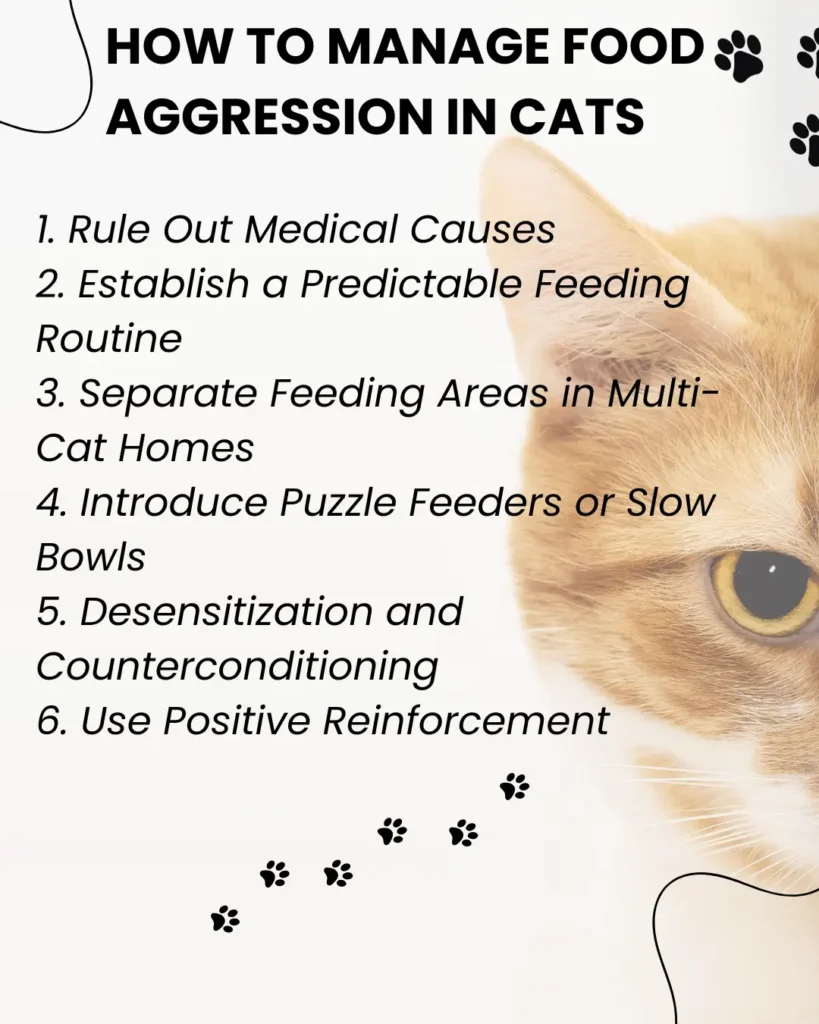 Food Aggression in Cats