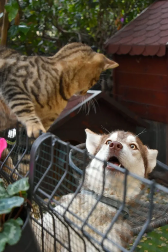 Training to Stop Dog Aggression Towards Cats