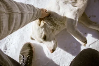 Why Does My Dog Have Dandruff