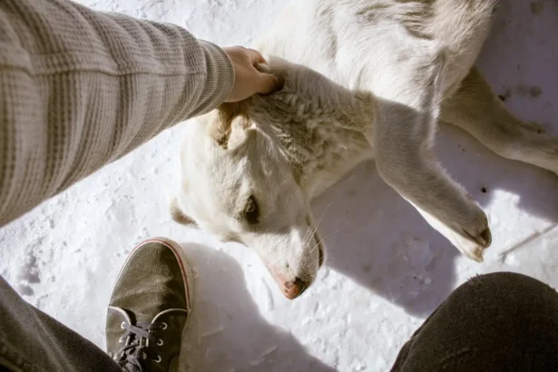 Why Does My Dog Have Dandruff