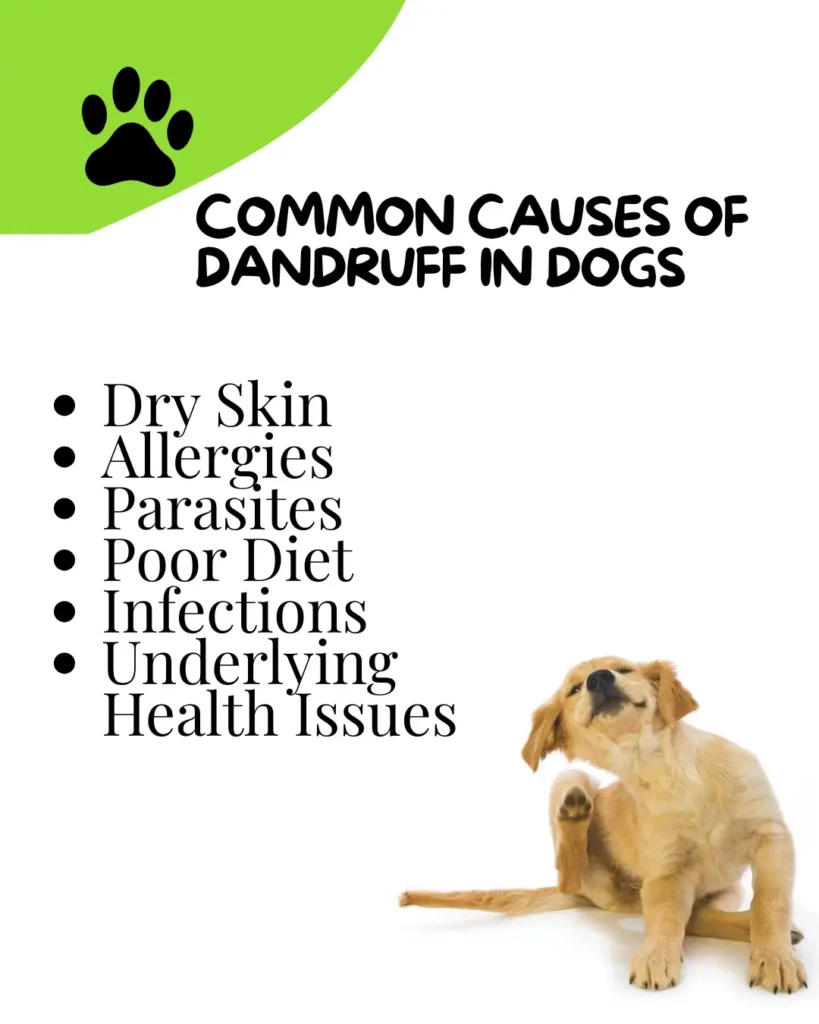 Why Does My Dog Have Dandruff Why Does My Dog Have Dandruff? Causes, Treatments, and Prevention