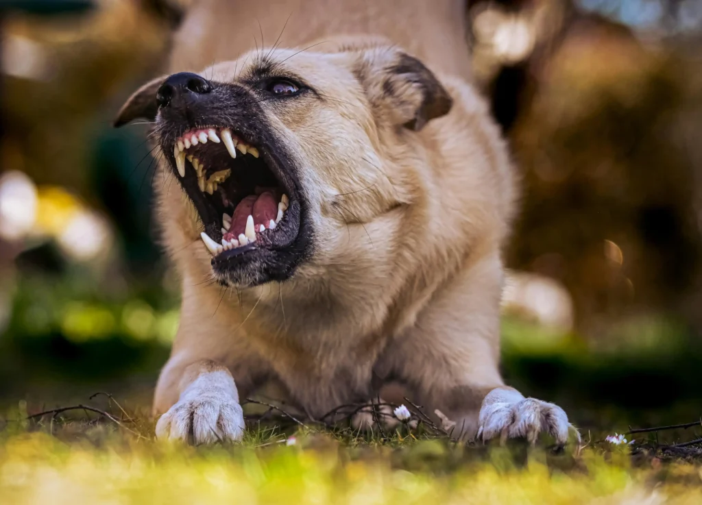 dog aggression towards cats