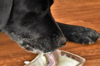 Can dogs eat yogurt