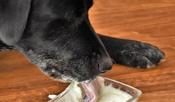 Can dogs eat yogurt