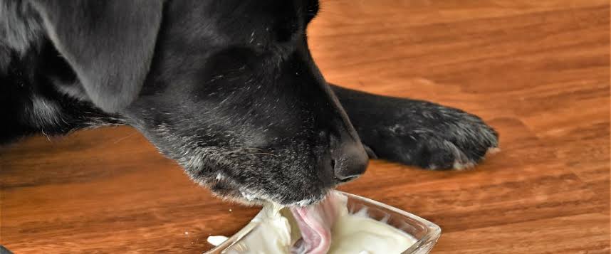 Can dogs eat yogurt