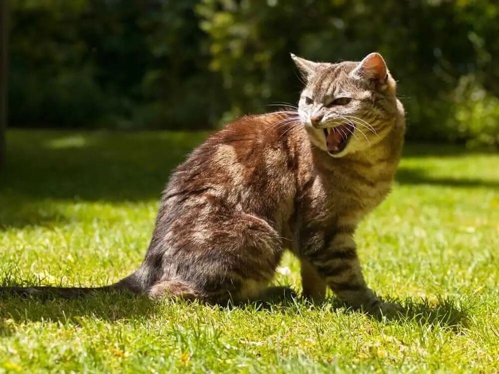 1000119748565636232774498576 Why Is My Cat Suddenly Aggressive? Causes, Signs, and Solutions