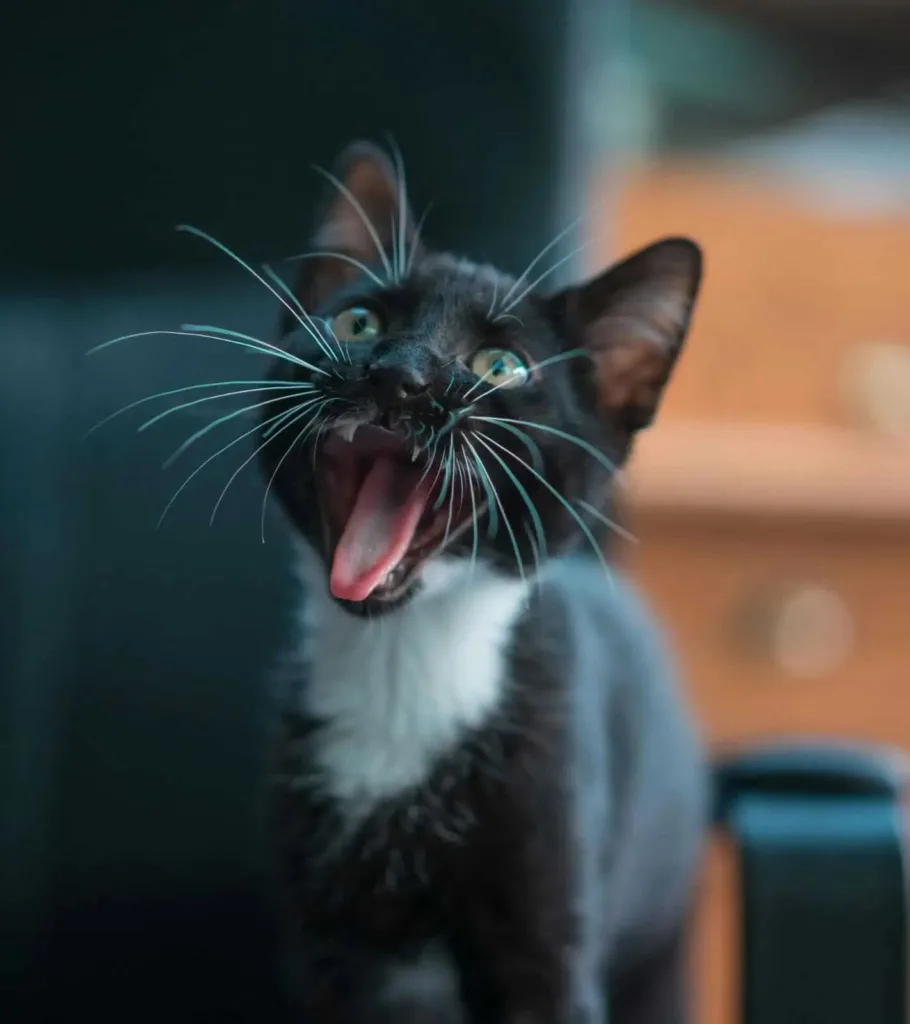 1000119749496452201763732008 Why is my cat suddenly aggressive