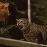 Medications for Aggressive Cats