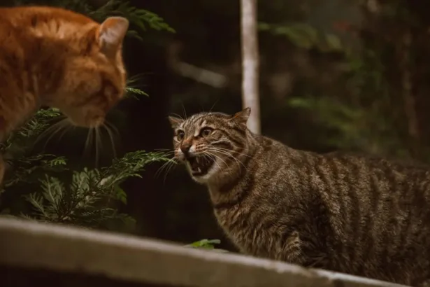 Medications for Aggressive Cats