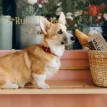 Can Dogs Eat Garlic Bread?