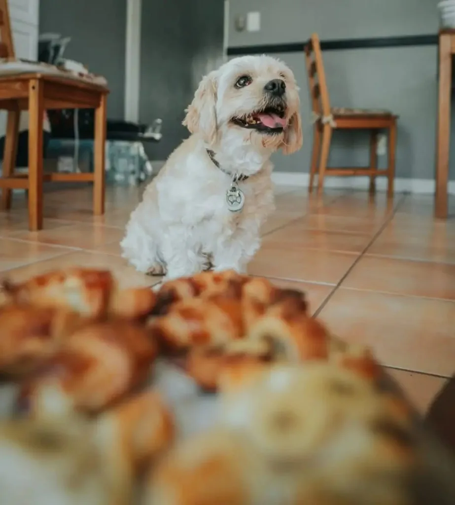 10001199425724423919837736120 Can Dogs Eat Garlic Bread