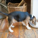 Can Dogs Eat Vanilla Yogurt