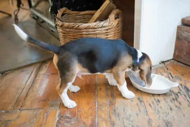 Can Dogs Eat Vanilla Yogurt