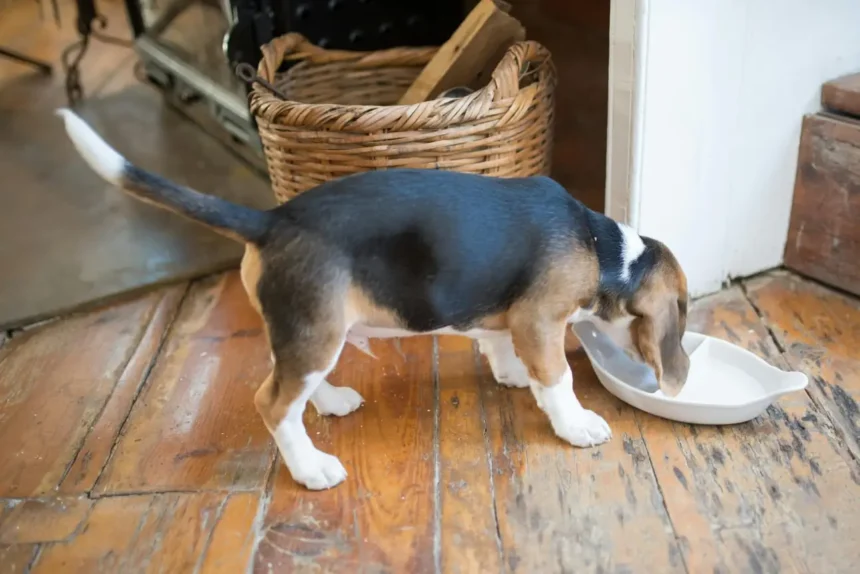 Can Dogs Eat Vanilla Yogurt