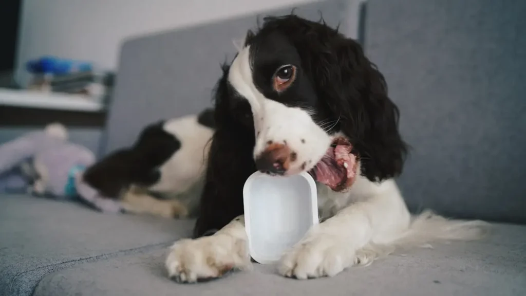 1000121726 Can Dogs Eat Vanilla Yogurt