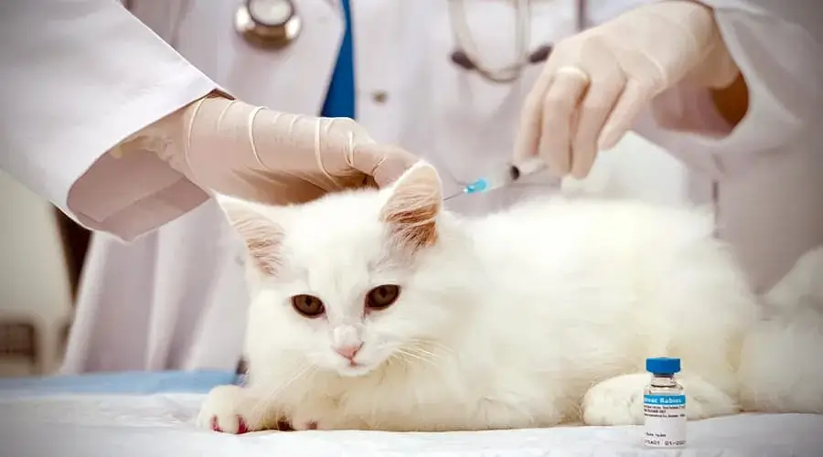 How Much Do Kitten Vaccinations Cost 