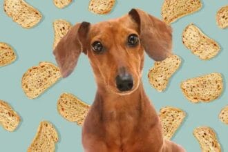 Can Dogs Eat Banana Bread