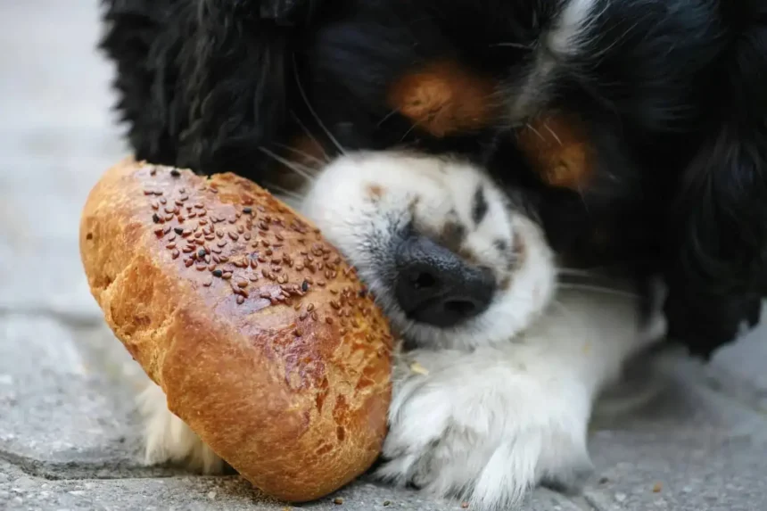 Can dogs eat rye bread