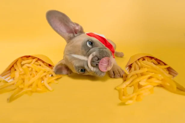 Can Dogs Eat French Fries