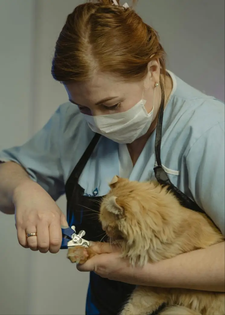 Dr.Laraib