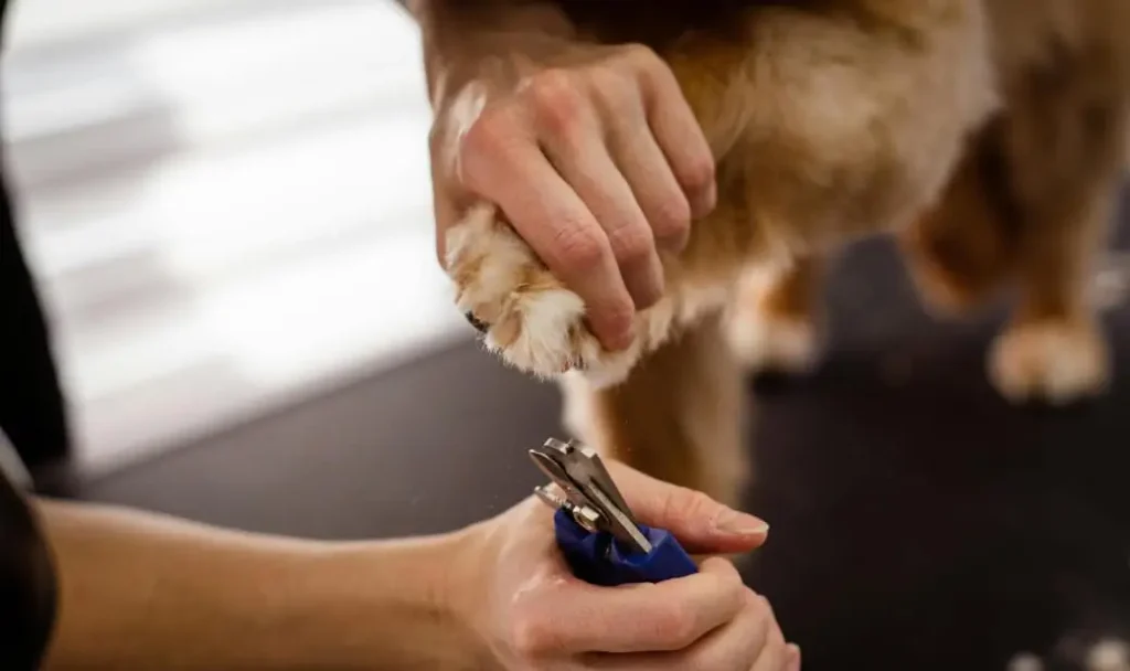 Cat Nail Trimming guide