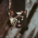 Why Is My Cat Suddenly Aggressive?